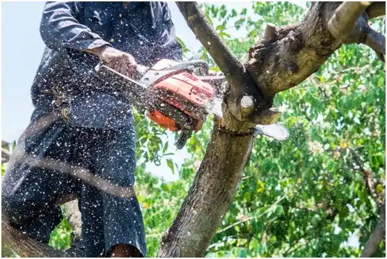 tree services Old Green